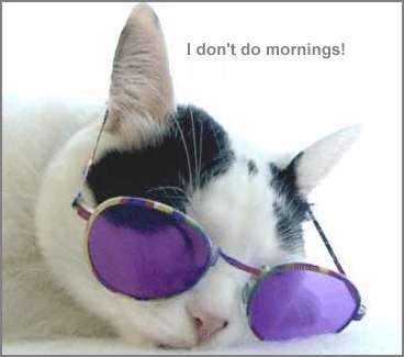 cool_cat[1].jpe